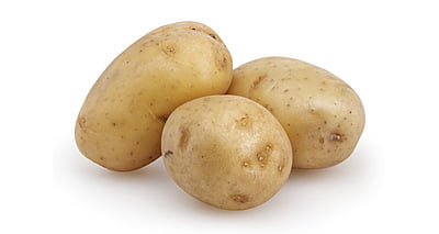 Potato