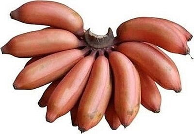 Banana Red (Sevvazhai)